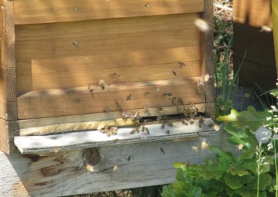 Startseite 7 Einflugloch der Bienen