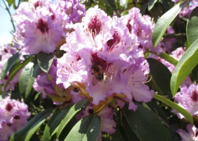 Startseite 8 Eine Biene sammelt Nektar für Honig aus einer lilafarbenen Blüte