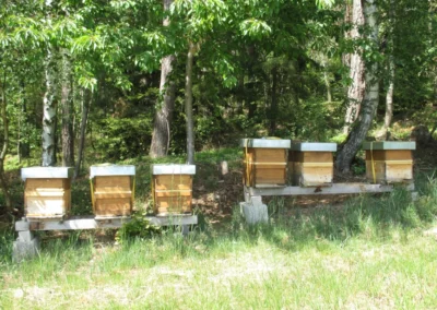 Startseite 6 Auf der Wiese am Waldrand stehen die Bienenkästen unserer Bienen. Die Heimat unserer Bienen ist in Bad Kötzting.
