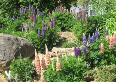 Startseite 5 Blumengarten angelegt mit Bienenfreundlichen Pflanzen. Perfekt für einen leckeren Honig