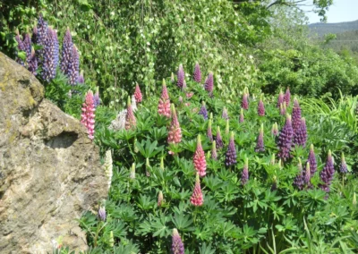 Startseite 9 Blumengarten angelegt mit Bienenfreundlichen Pflanzen. Perfekt für einen leckeren Honig