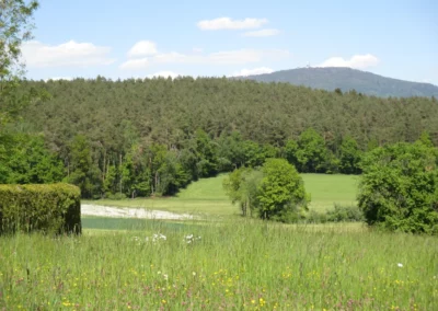 Startseite 4 Wiese für die Bienen in Haus Bad Kötzting