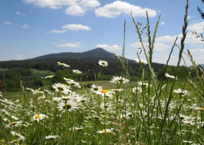 Startseite 3 Wiese für die Bienen in Haus Bad Kötzting